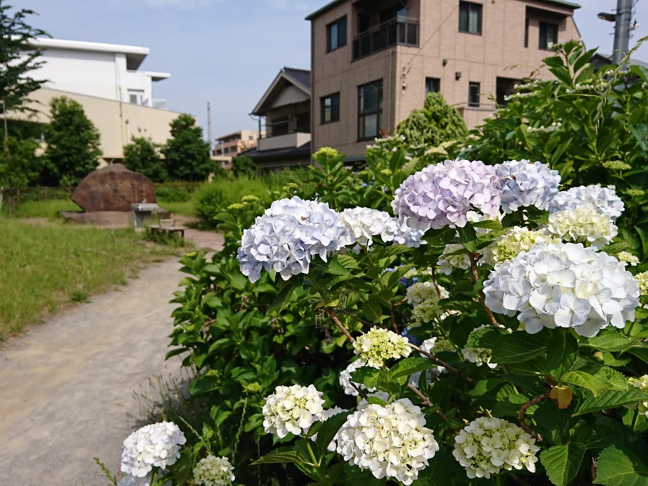 2019年6月池堀公園のアジサイが咲きました