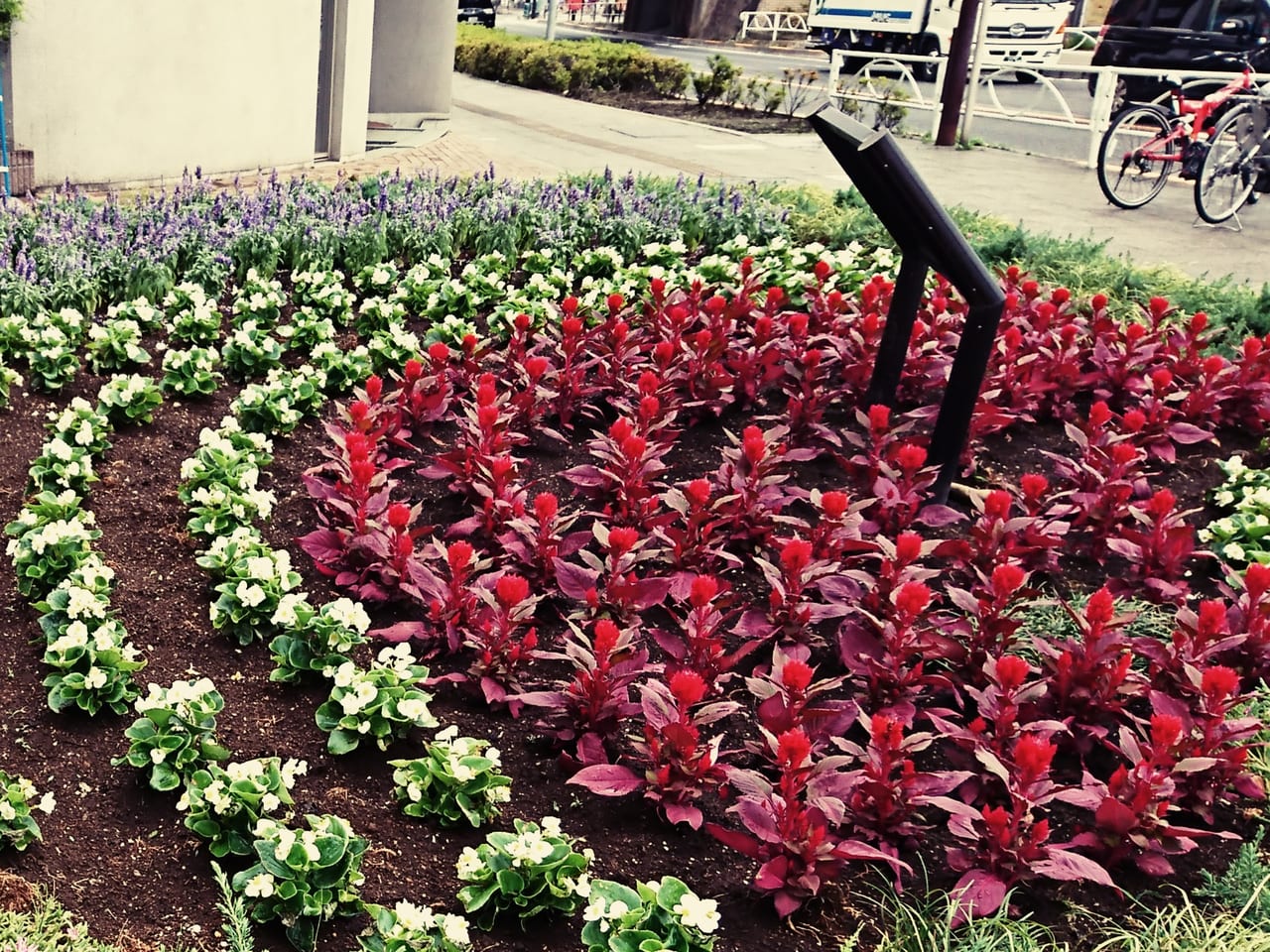 2019年夏、日野市商工会女性部による花壇の植え替え