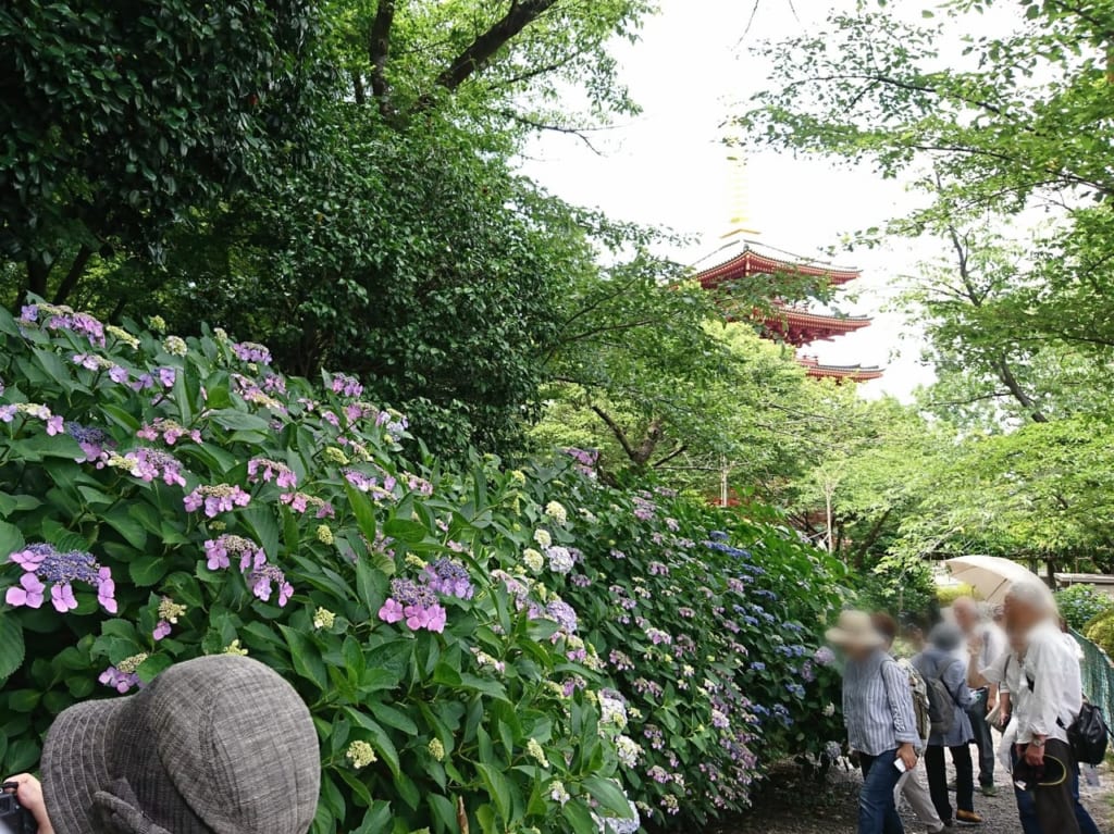 2019高幡不動あじさいまつり開催中の四季の道からの五重塔