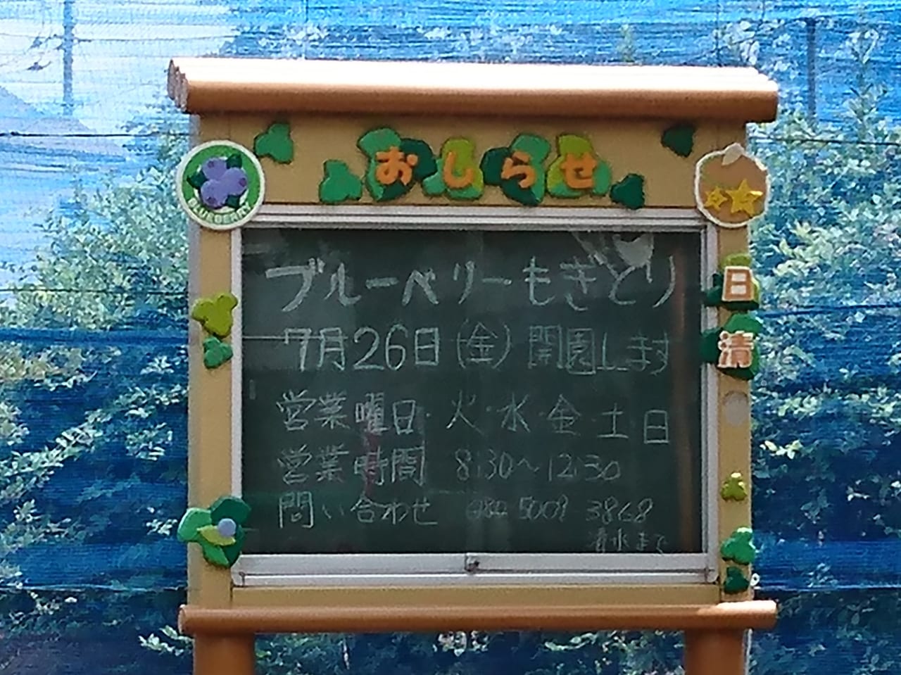 ブルーベリーの摘み取りが7月26日から開始