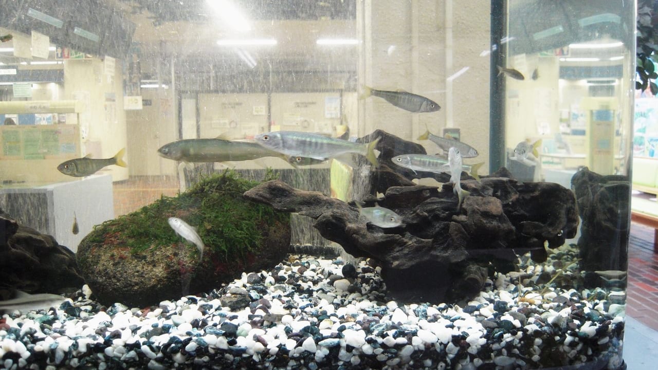 環境月間に市役所1階に設置されたミニ水族館