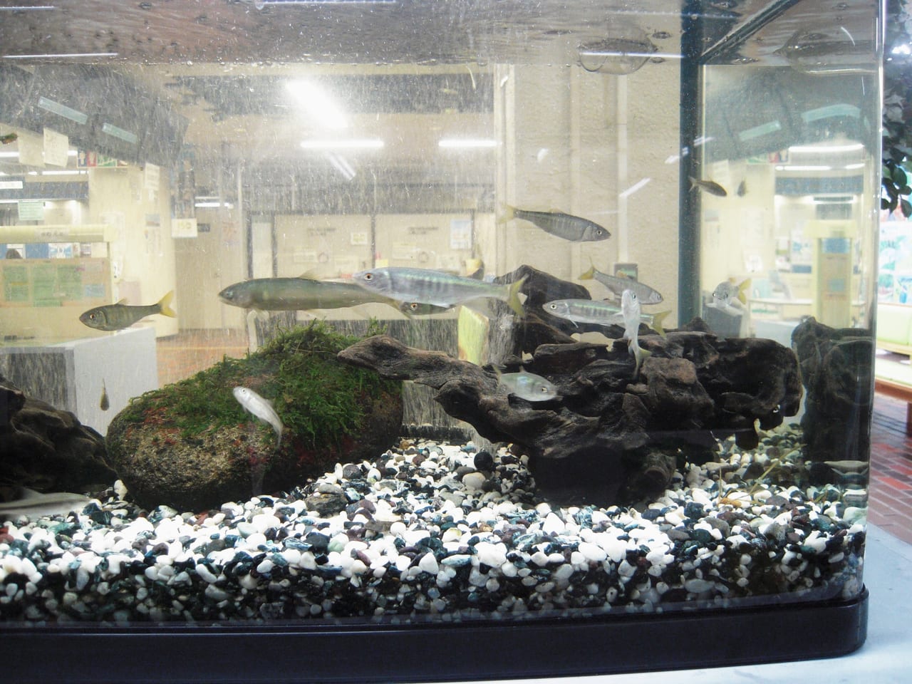 環境月間に市役所1階に設置されたミニ水族館