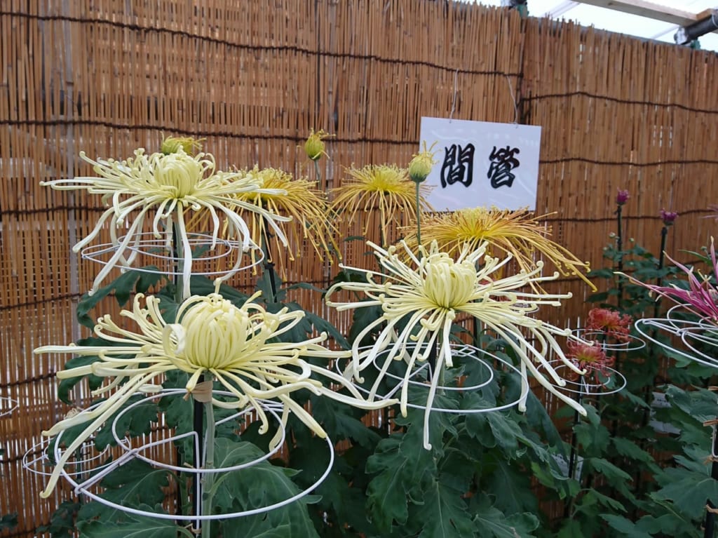 2019年高幡不動尊の菊まつり