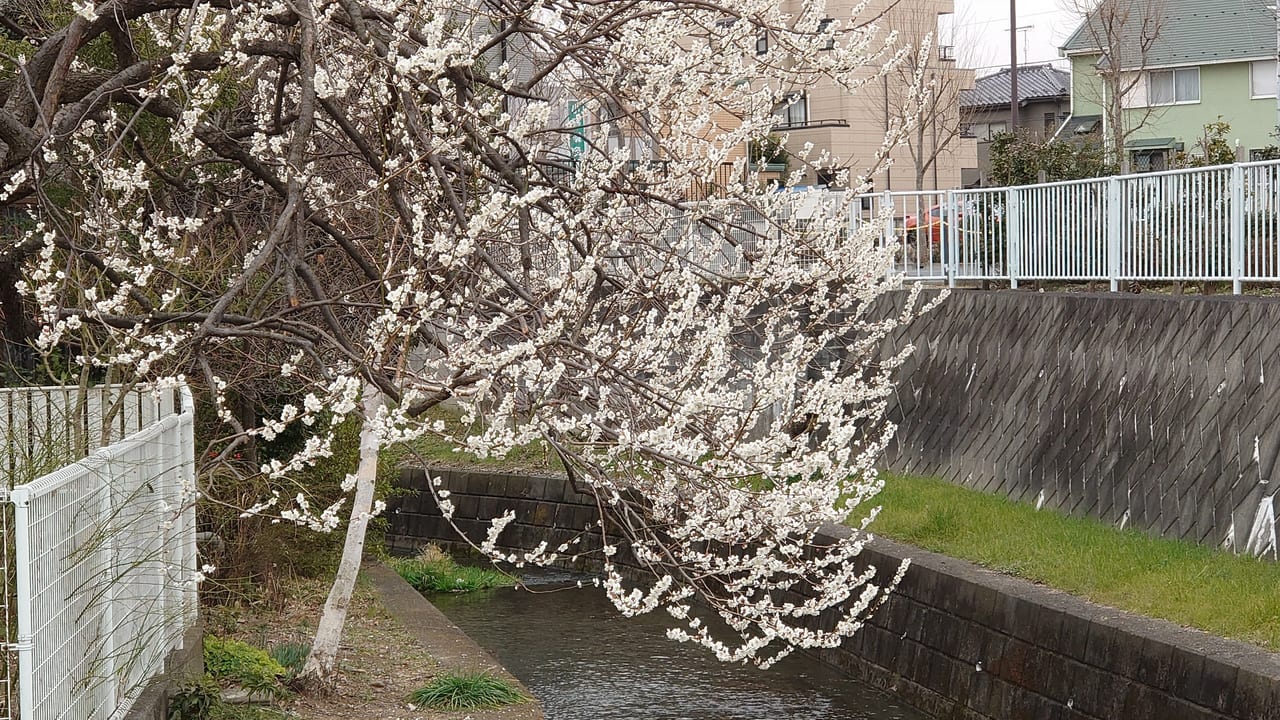 栄町の大木の白梅