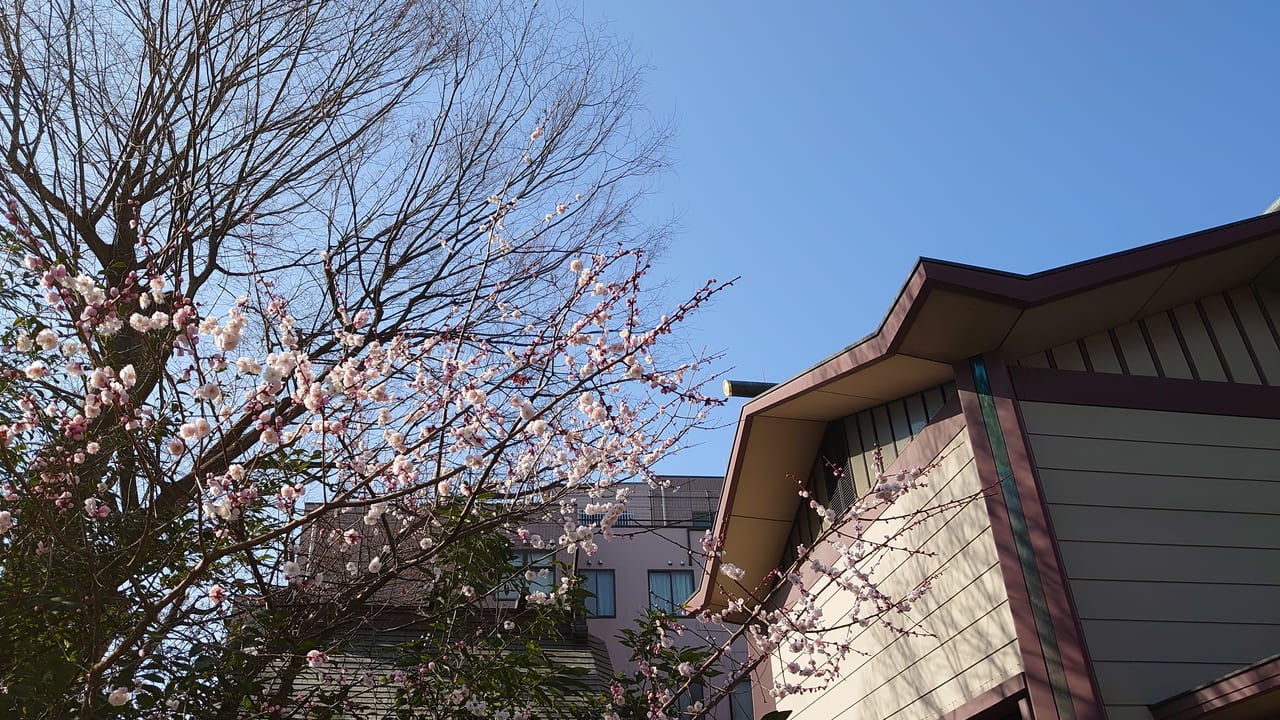 八坂神社境内の梅の木