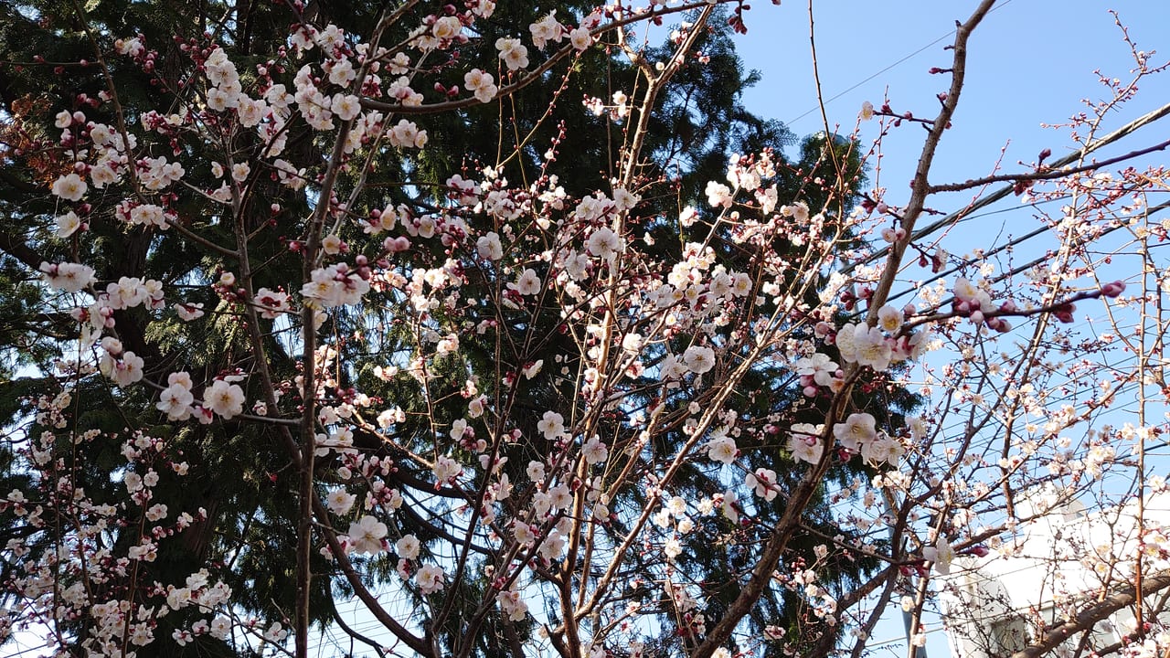 八坂神社境内の梅の花