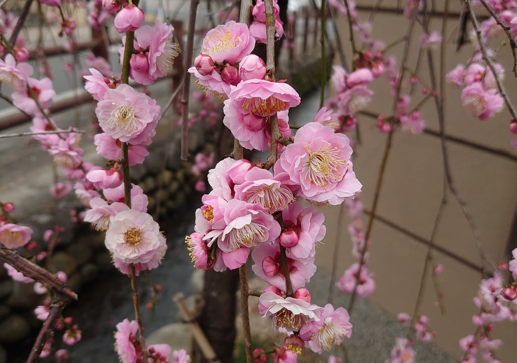 栄町にある薬王寺のしだれ梅