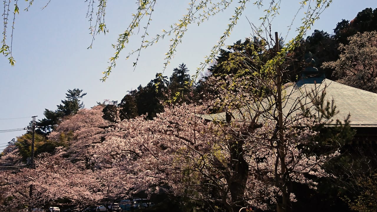 2019年4月3日撮影の高幡不動尊の桜