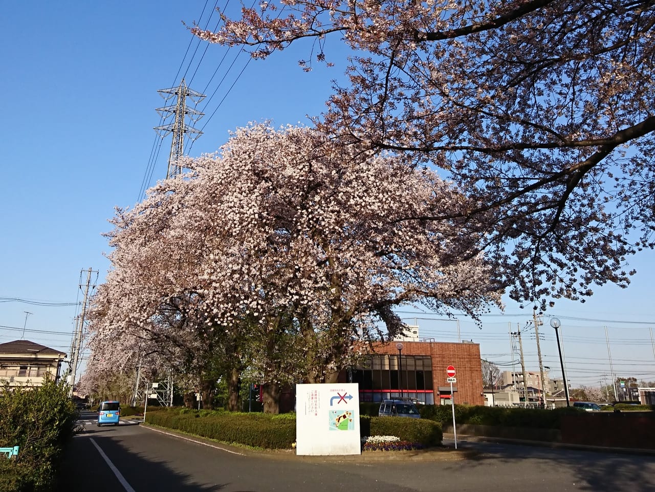 2019年の市役所近くの神明グリーンベルトの桜
