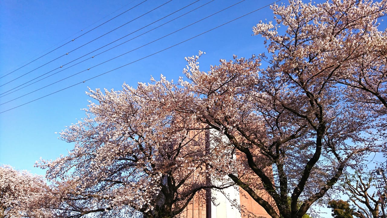 2019年の市役所近くの神明グリーンベルトの桜