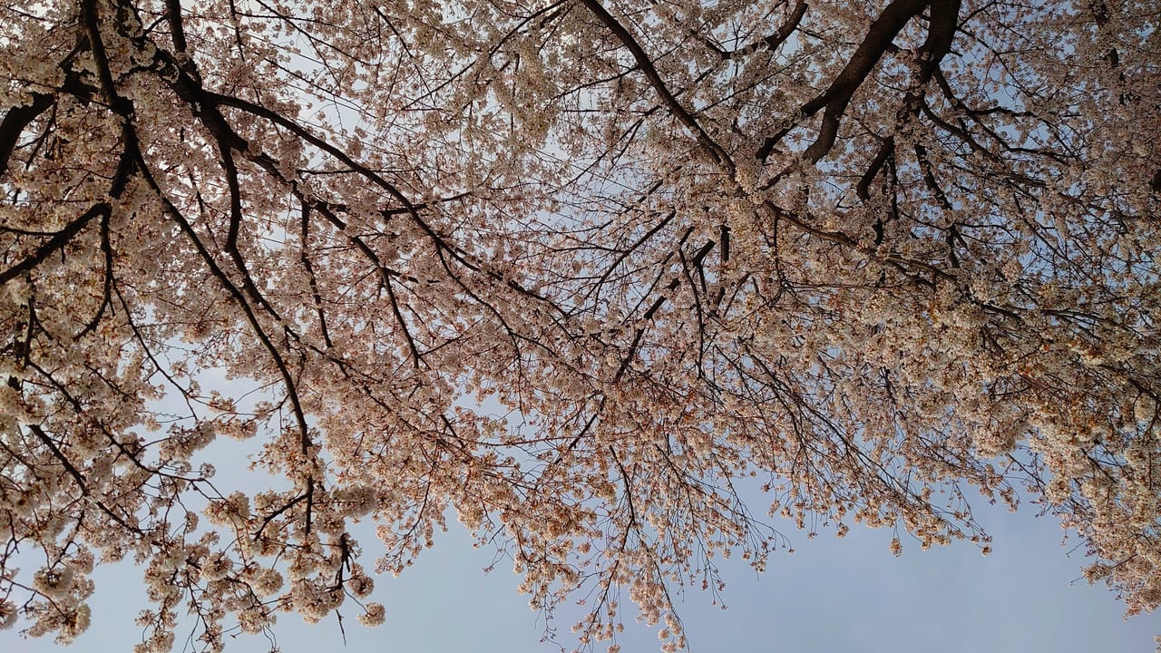 2020年3月27日　日野市役所近くの桜