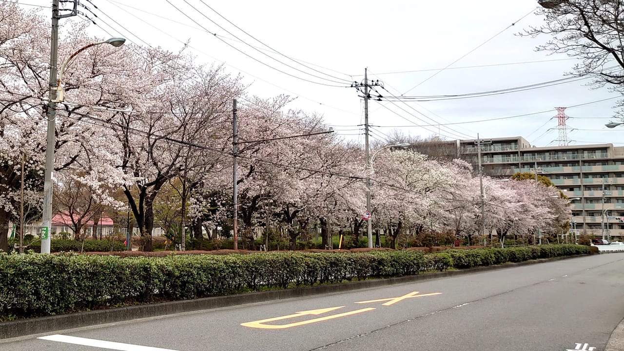 2020年3月28日日野本町の桜並木