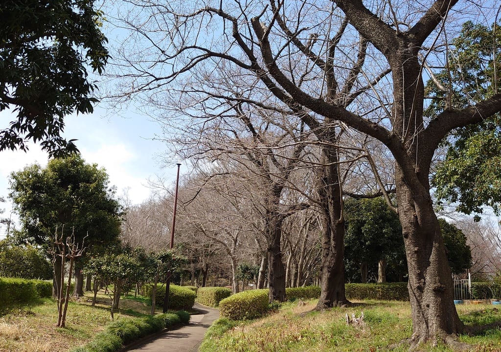 日野中央公園の桜