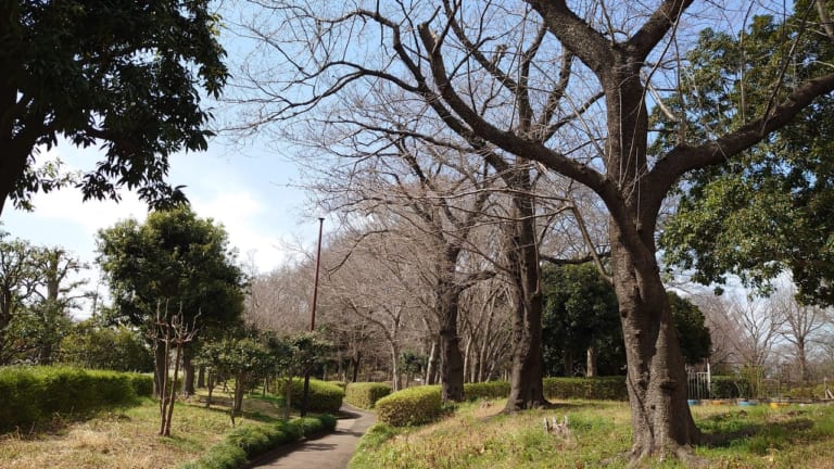 日野中央公園の桜