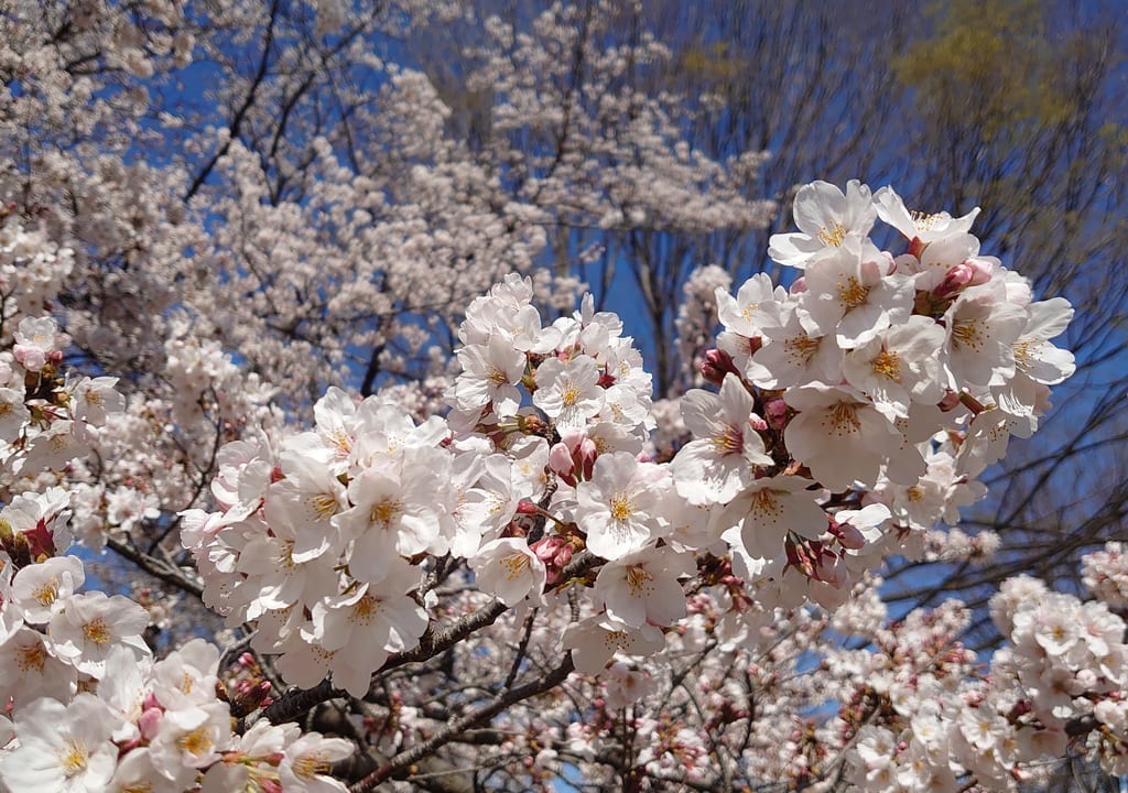 2020年3月25日旭ヶ丘中央公園の満開の桜