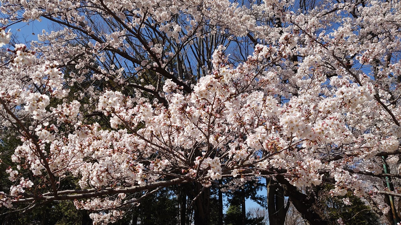 日野市 おうちで日野市内の今年の桜をエア花見しませんか 号外net 日野市