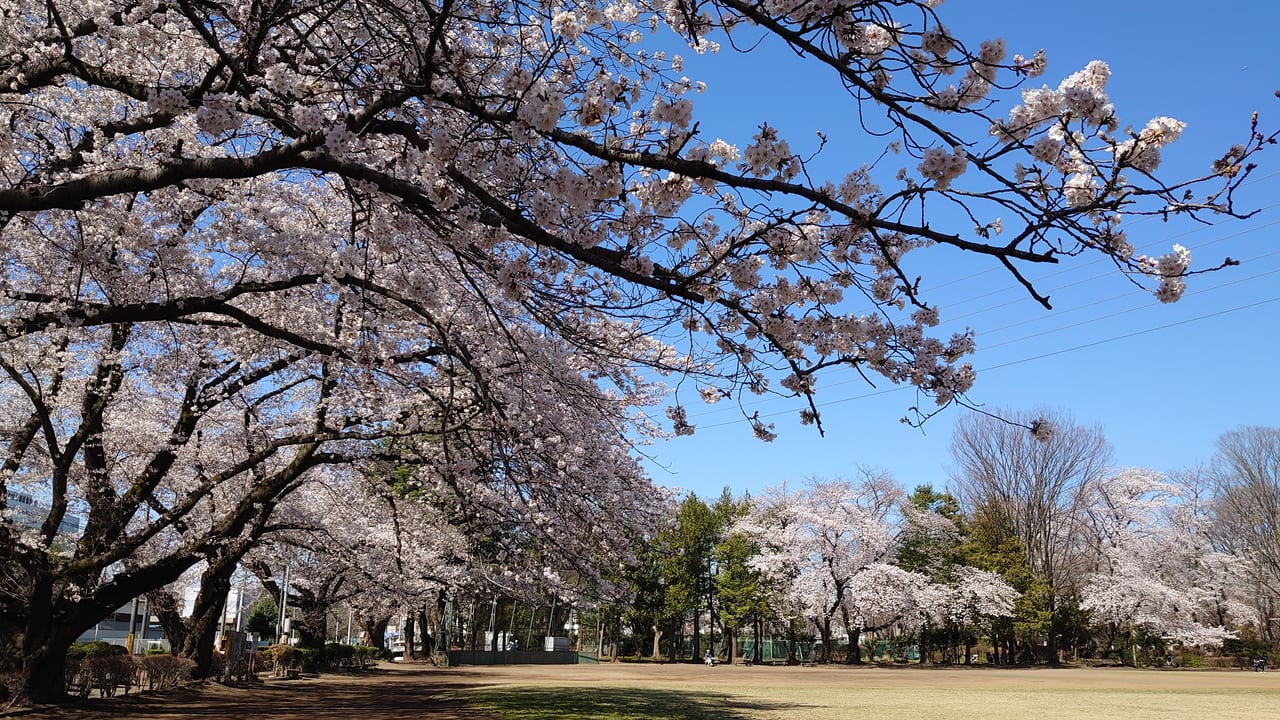 2020年3月25日旭ヶ丘中央公園の満開の桜