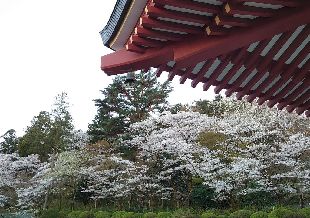 2020年3月25日　高幡不動の桜
