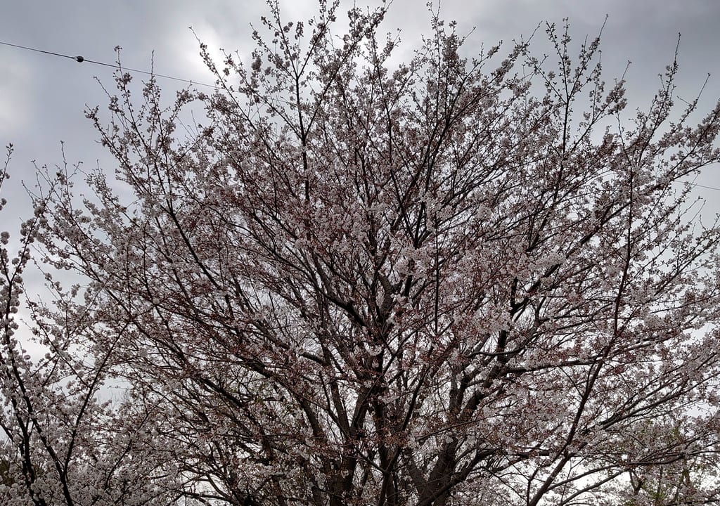 仲田の森公園の桜