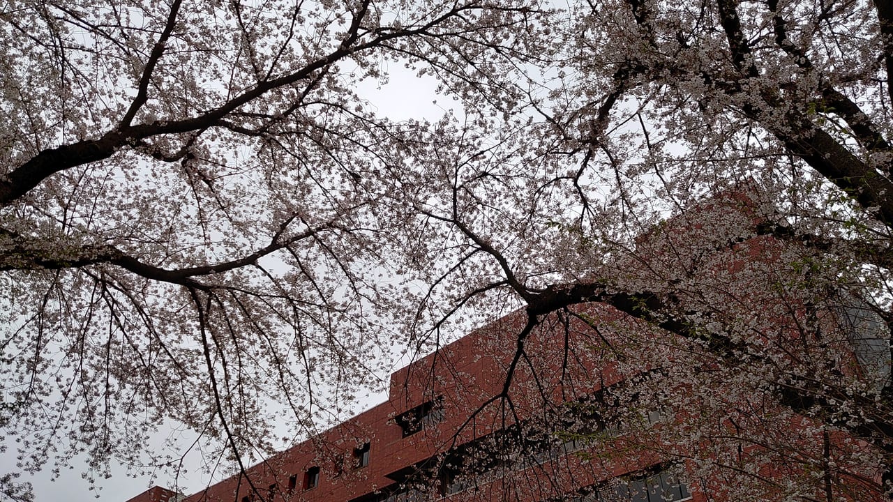 桜の咲く日野市役所