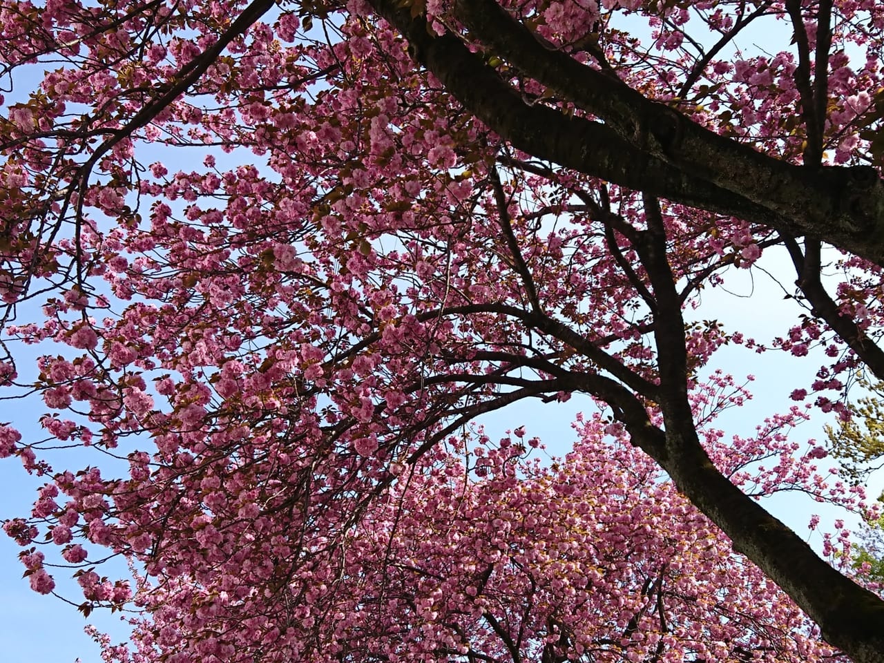 多摩平の八重桜