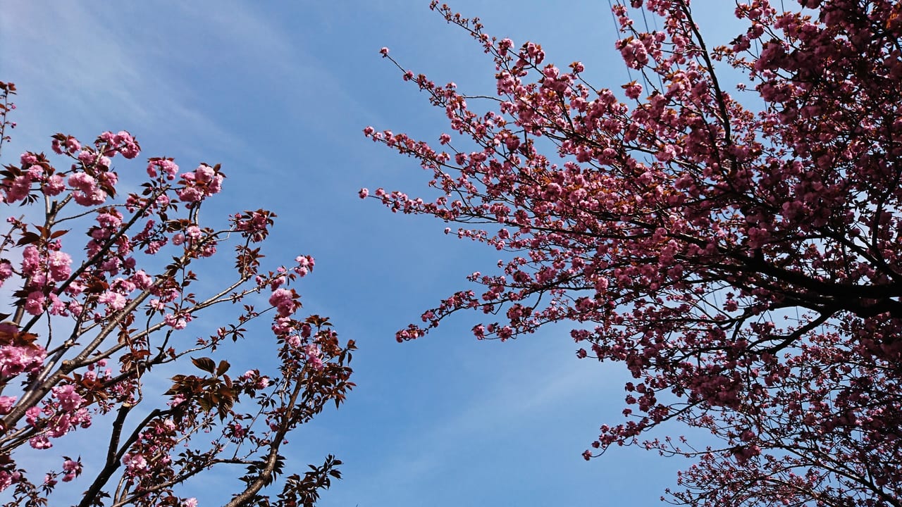 多摩平の八重桜