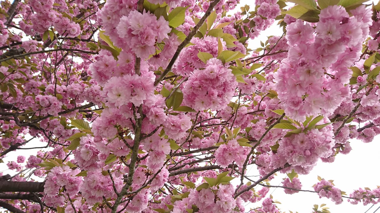 多摩平の八重桜