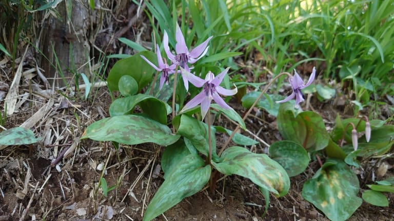 東光寺周辺のカタクリの花