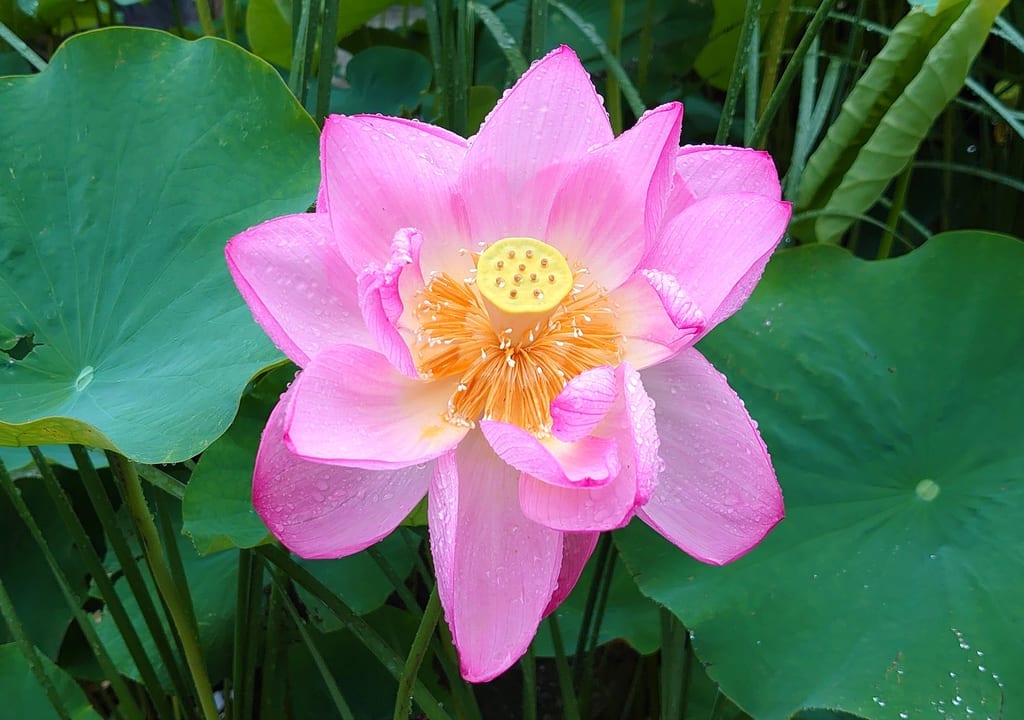 高幡不動尊の弁天池に咲く蓮の花