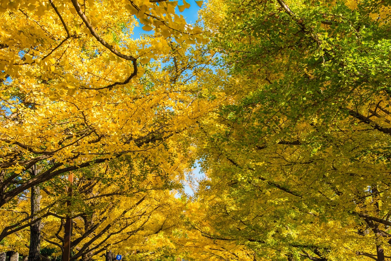 日野市 昭和記念公園で11月3日 11月29日まで黄葉紅葉祭りと夜散歩が開催 秋の紅葉を楽しみませんか 号外net 日野市