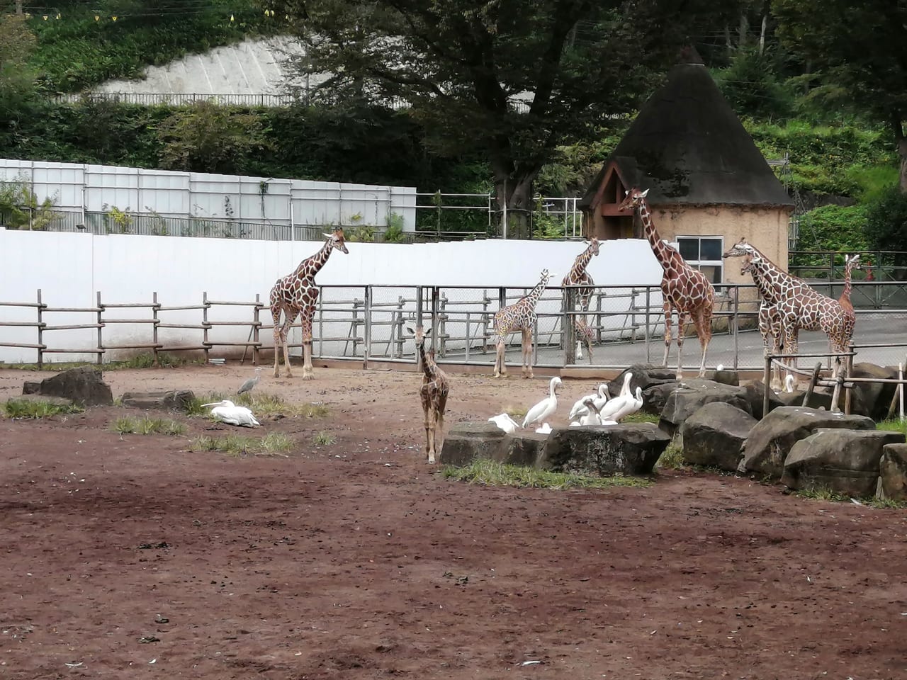 日野市 多摩動物公園でキリンの赤ちゃんが見られますよ 親子で並んで歩く姿がかわいい 号外net 日野市