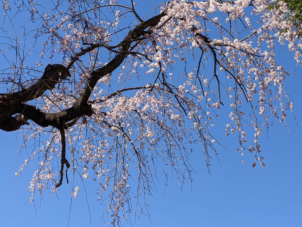 日野市 桜の開花 日野市のさくら開花宣言 21年は3月14日でした 号外net 日野市