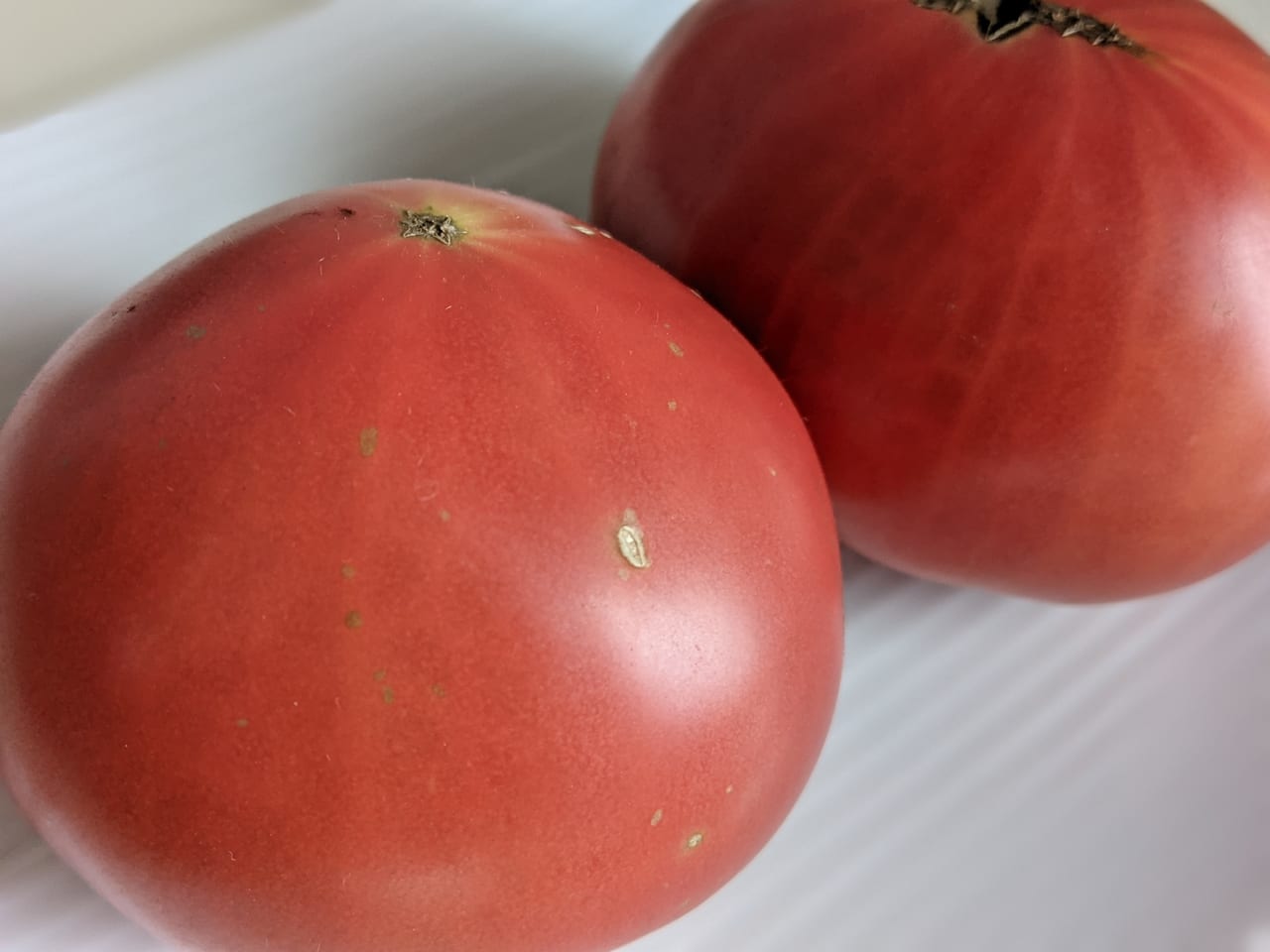 日野産トマト