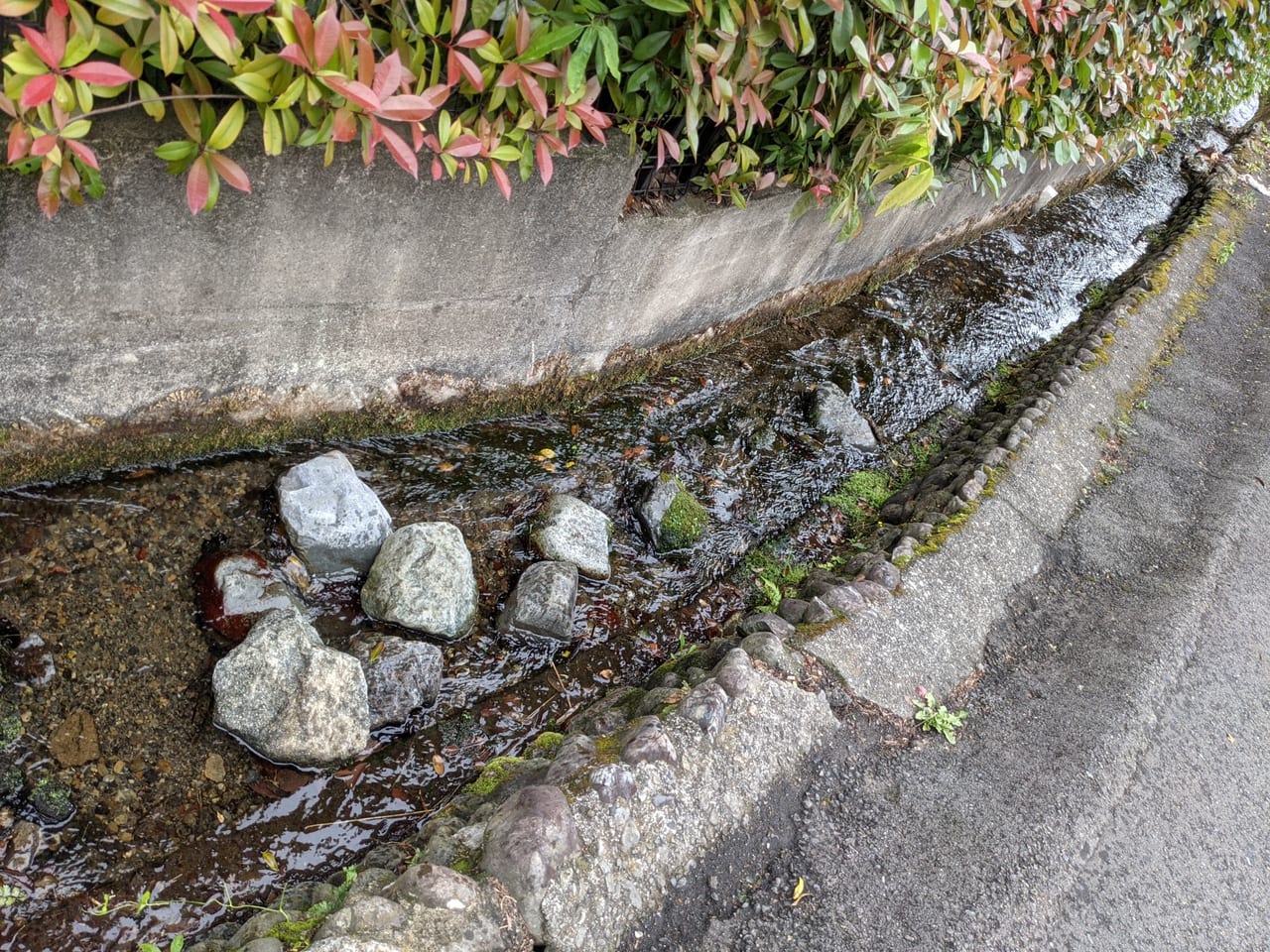 中央図書館下湧水