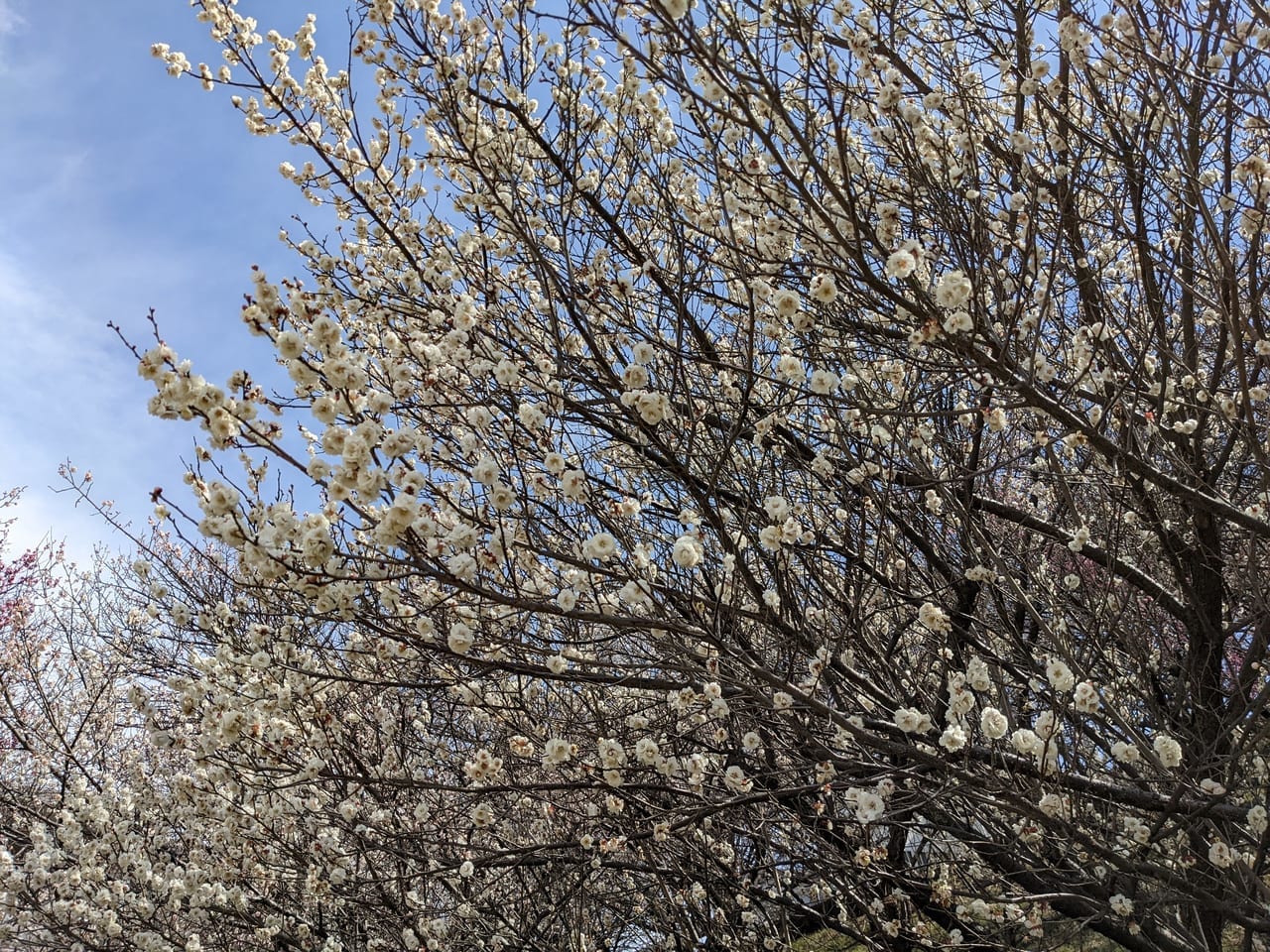 ほほえみ公園　梅