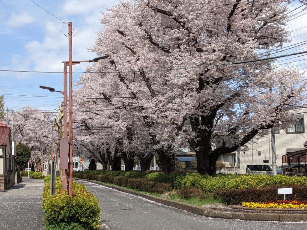 旭が丘桜並木2022