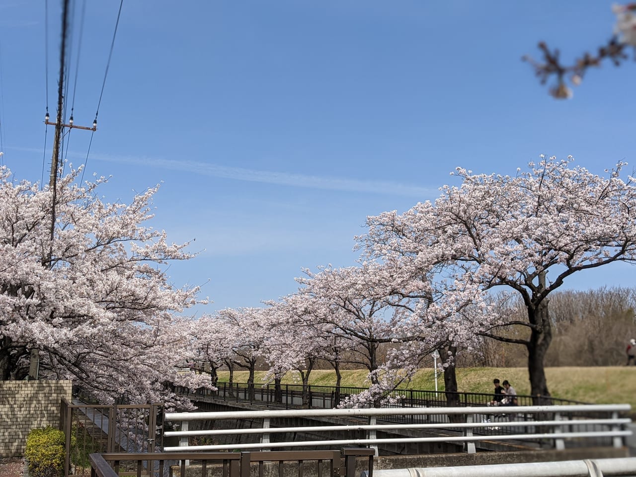 多摩川河川敷グラウンド桜並木