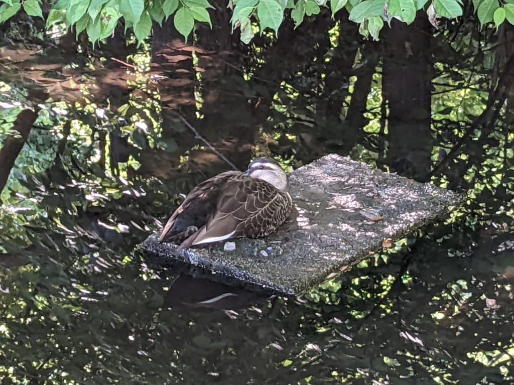 黒川清流公園