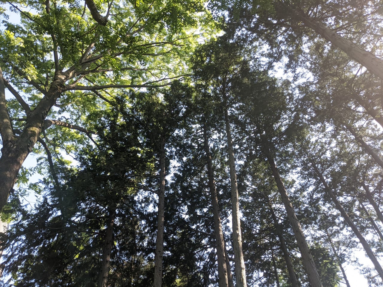 多摩平の森
