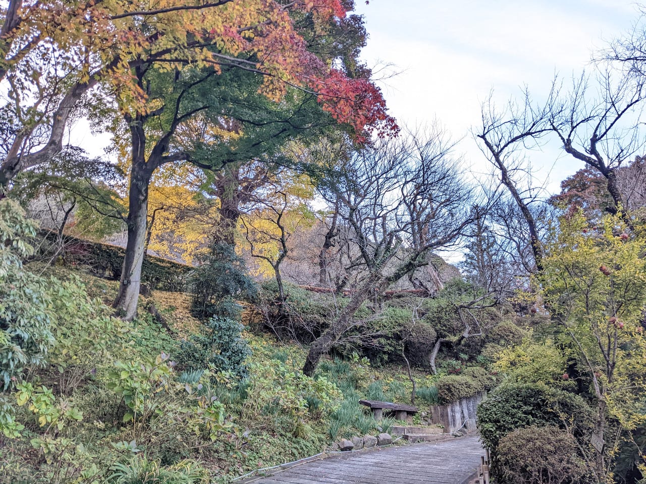 京王百草園紅葉祭りライトアップ2022