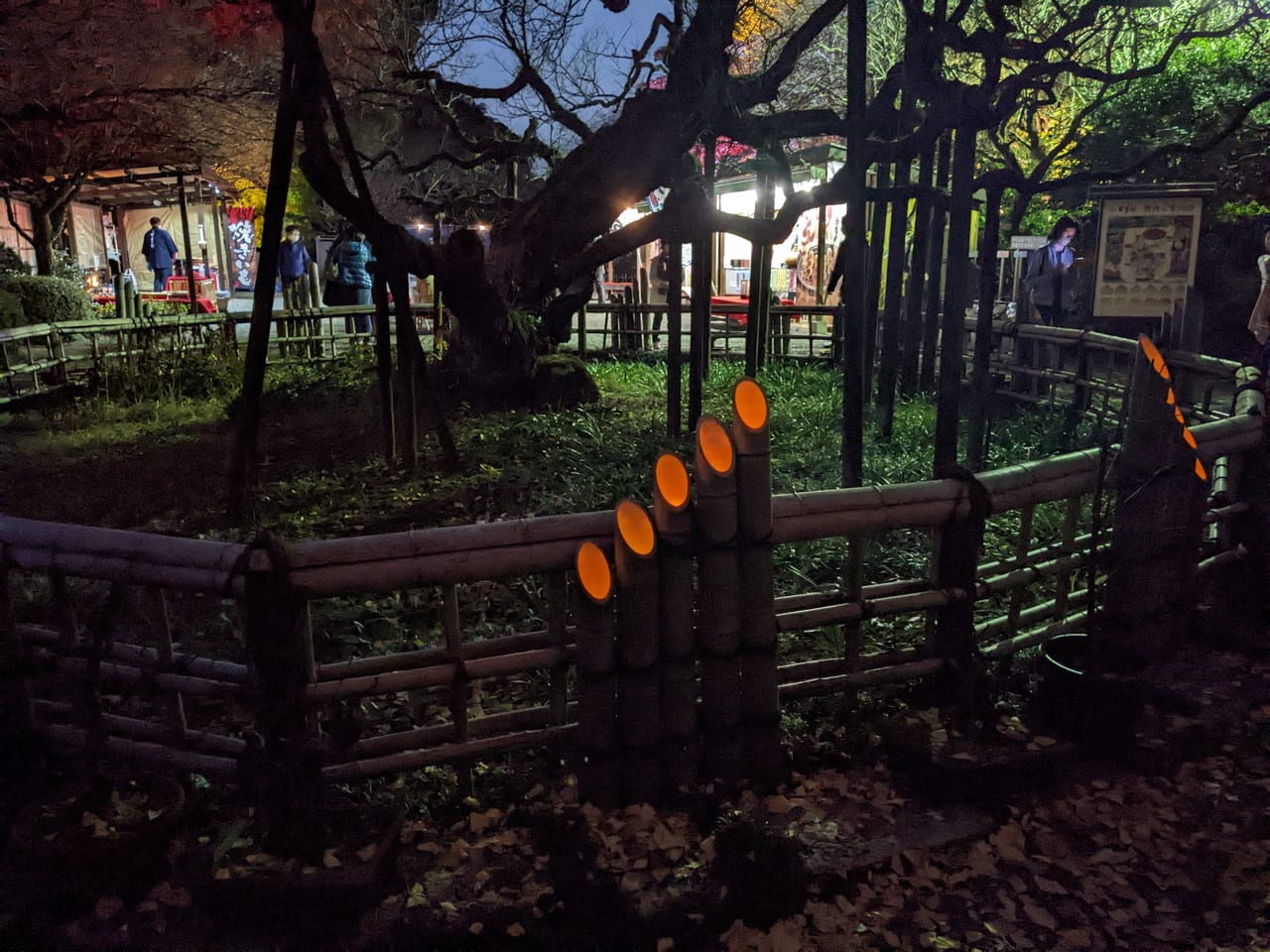 京王百草園紅葉祭りライトアップ2022