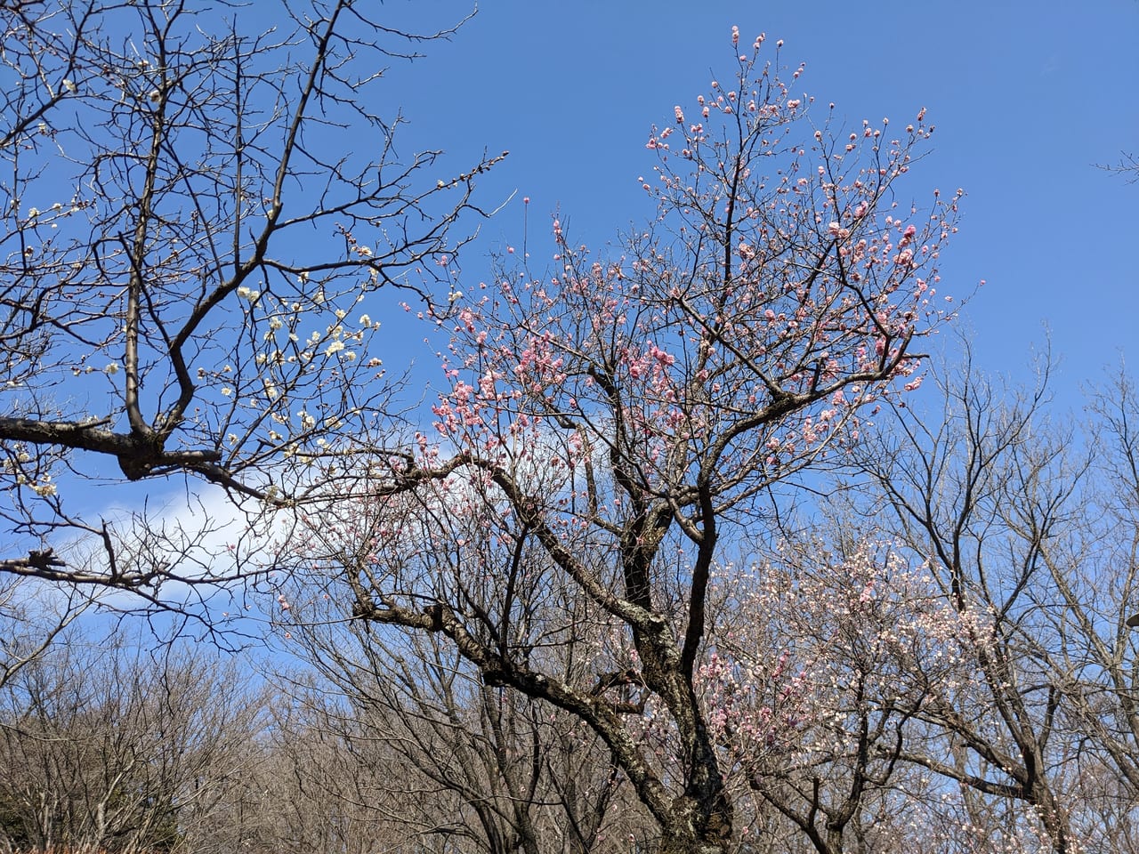 百草台自然公園