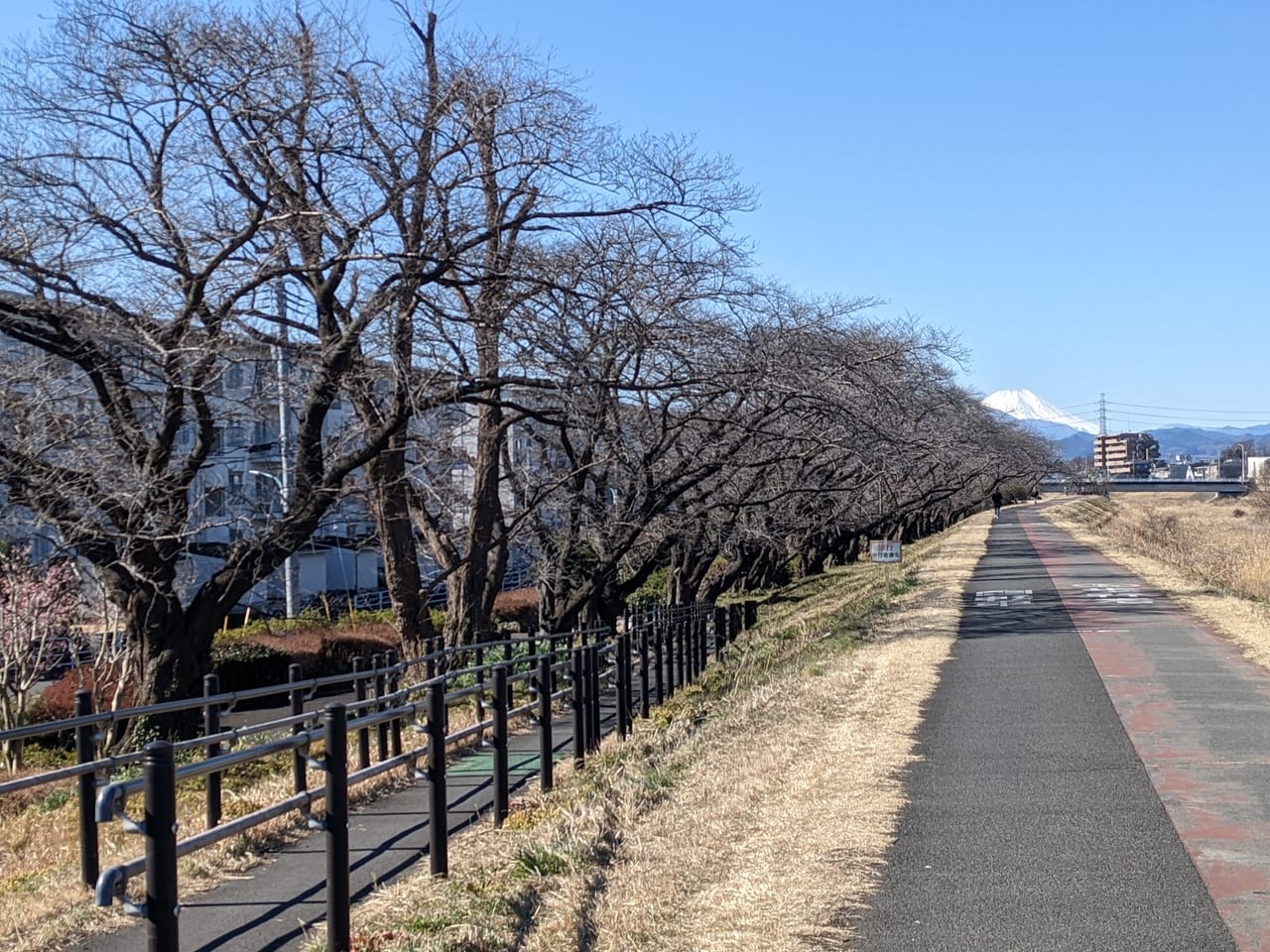 浅川からの富士山と向川原堤緑道