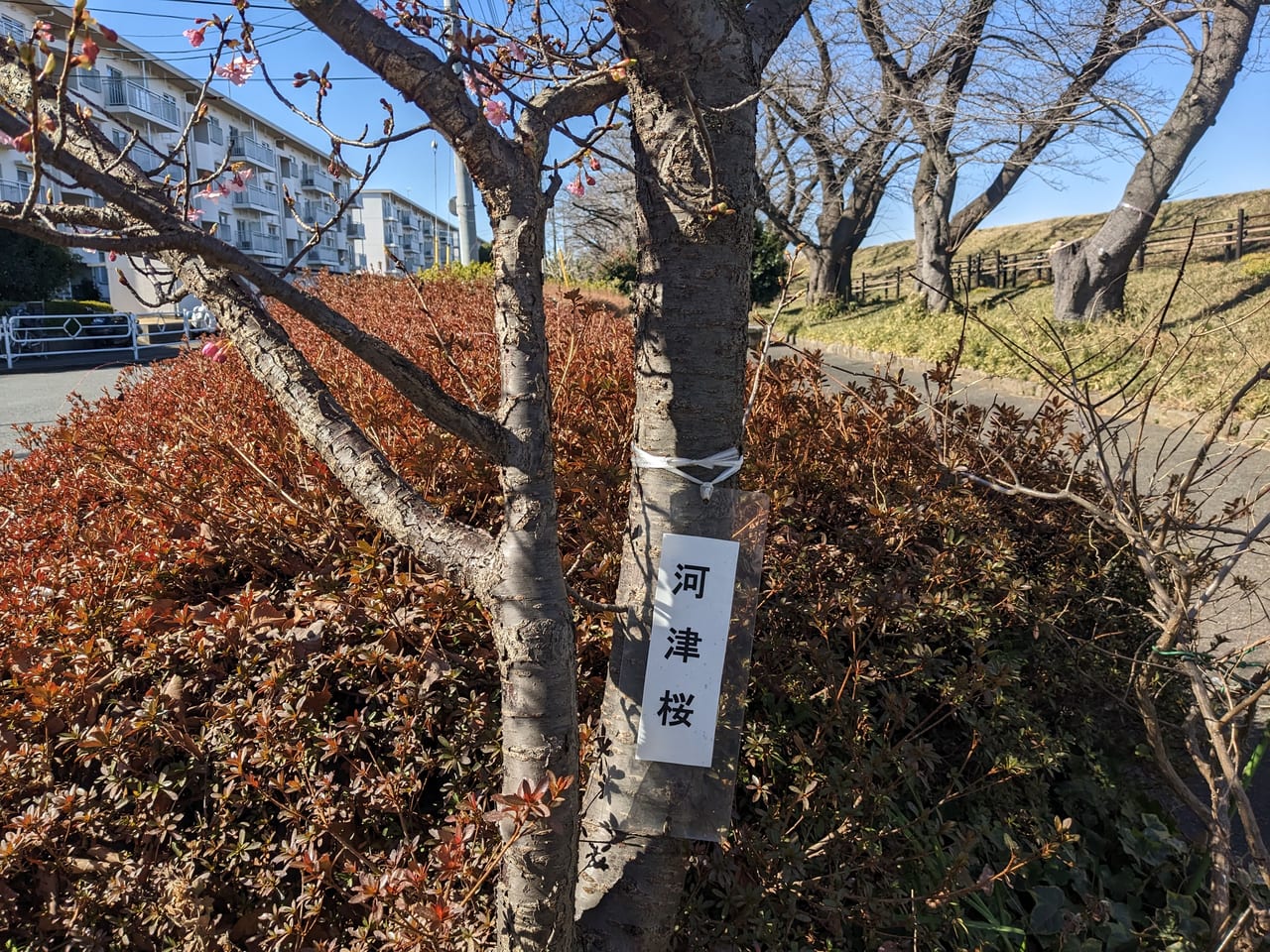 浅川からの富士山と向川原堤緑道