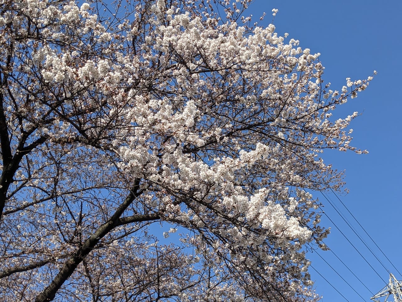 市役所前桜並木