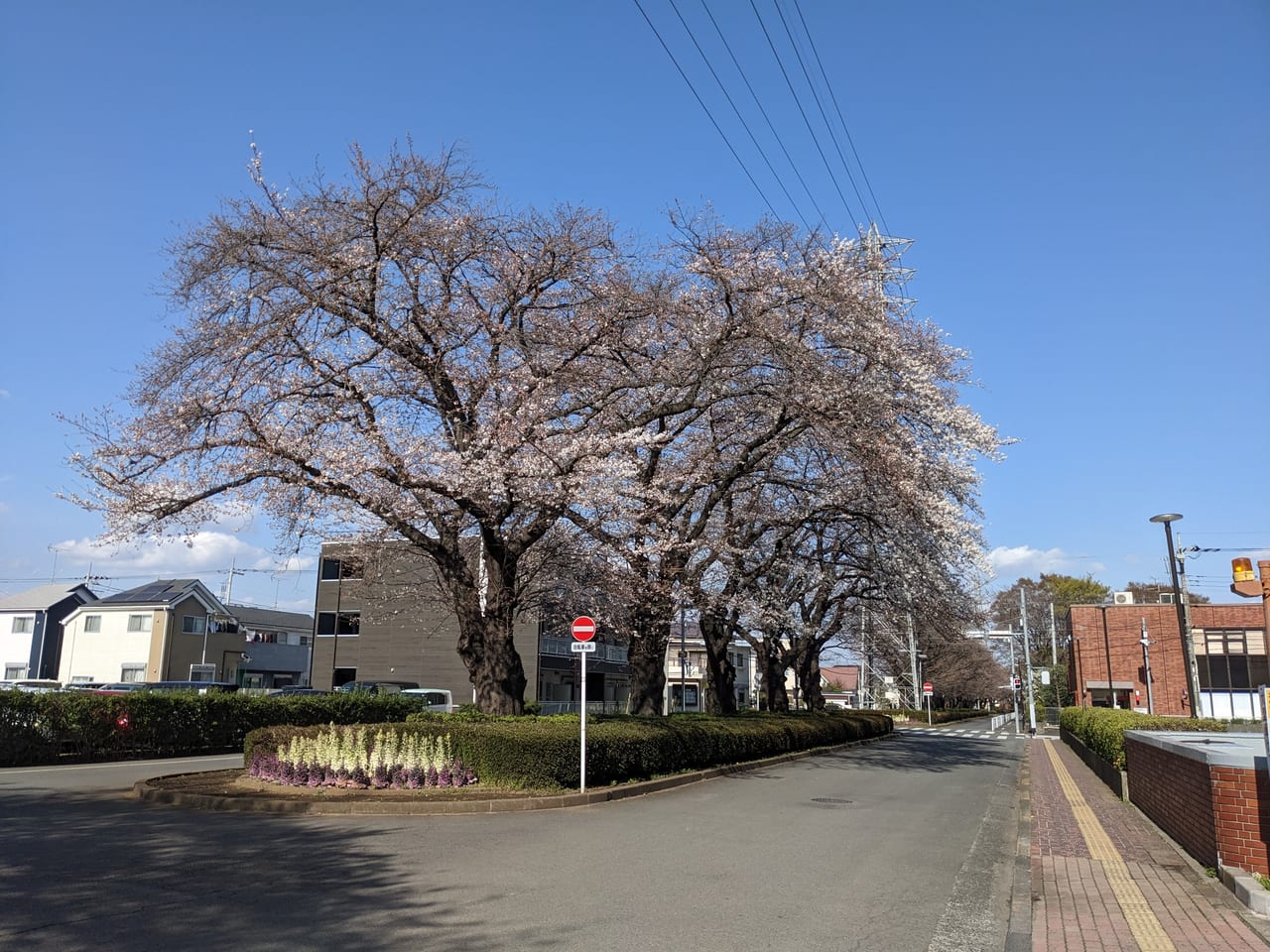 市役所前桜並木
