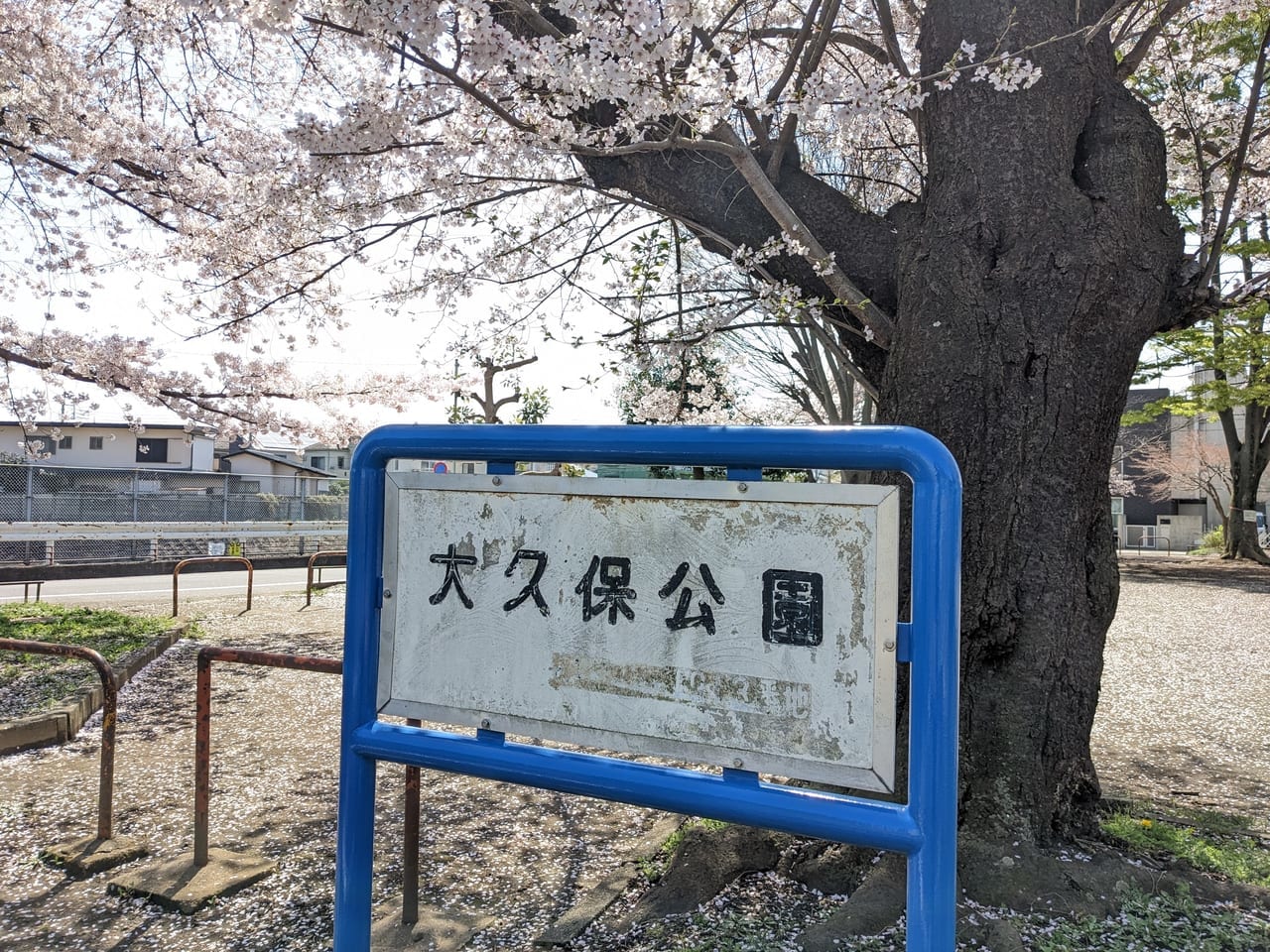 大久保公園桜2023