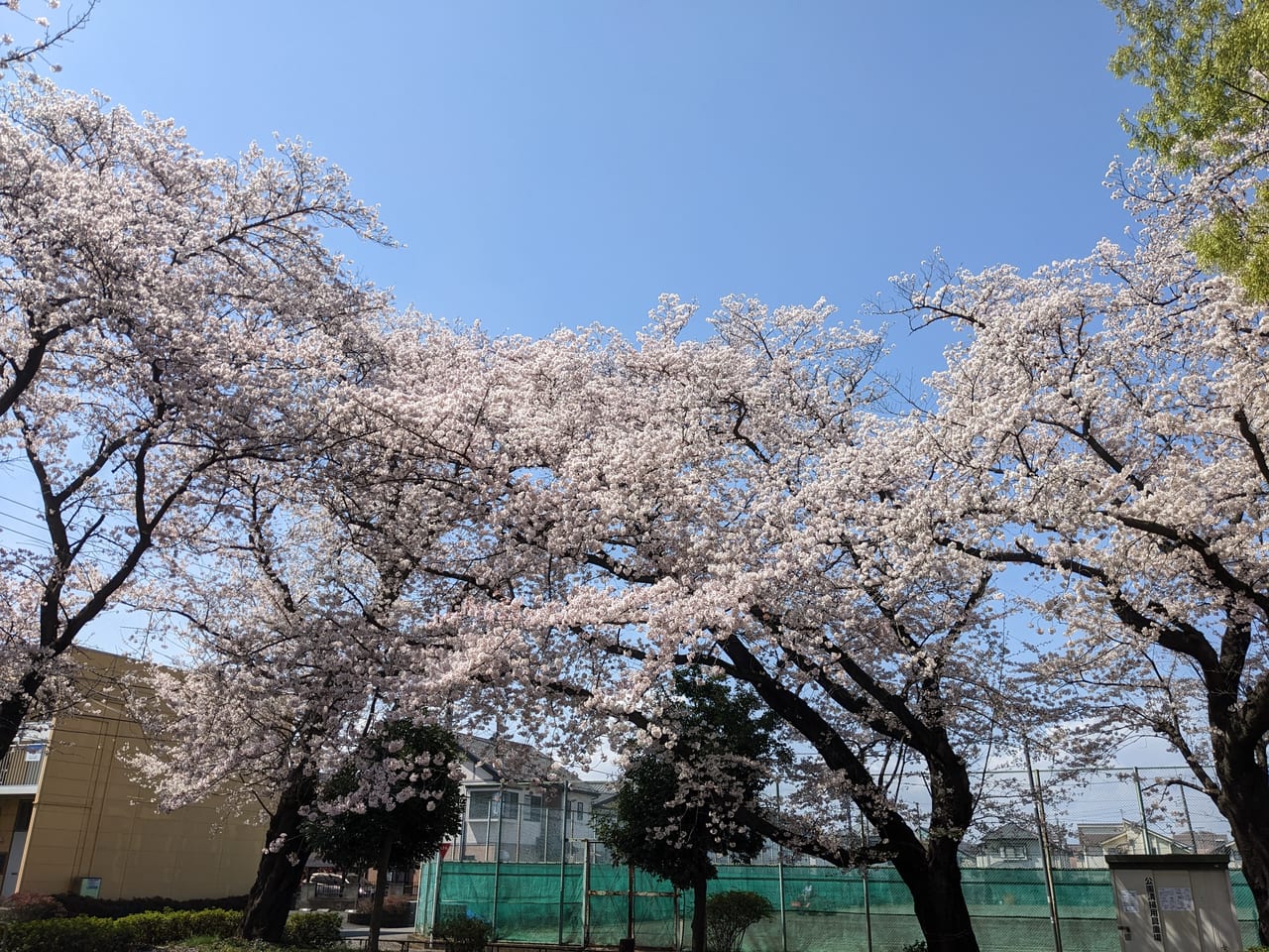 大久保公園桜2023