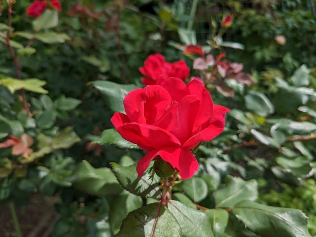 中央公園の薔薇園