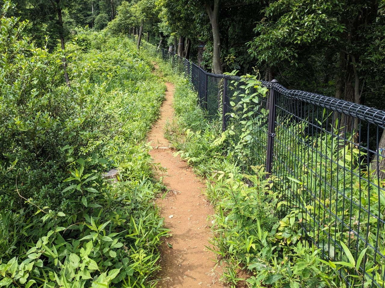 百草三方の森森緑地